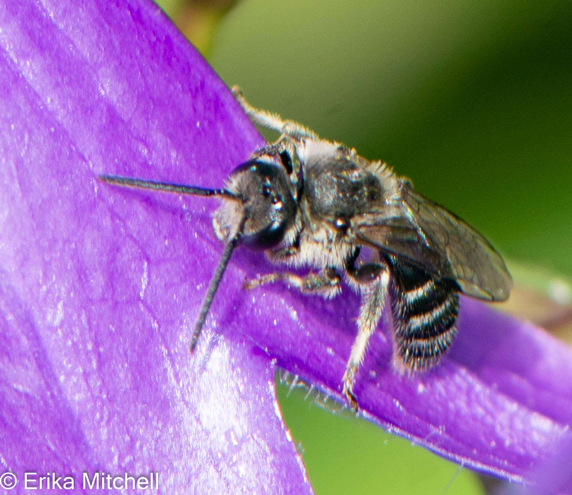 Plancia ëd Lasioglossum leucozonium (Schrank 1781)