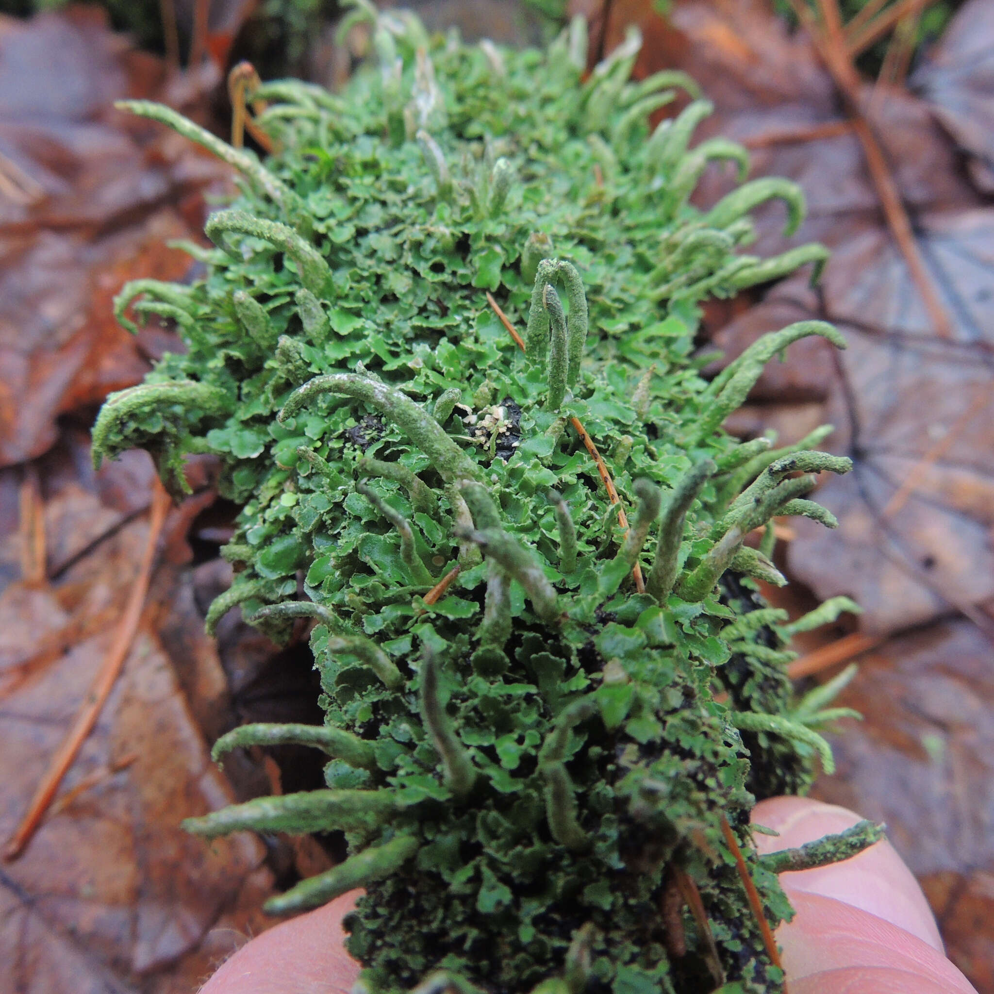 Image of cup lichen