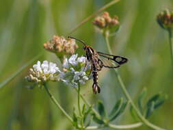 Image of Pyropteron triannuliformis (Freyer 1843)