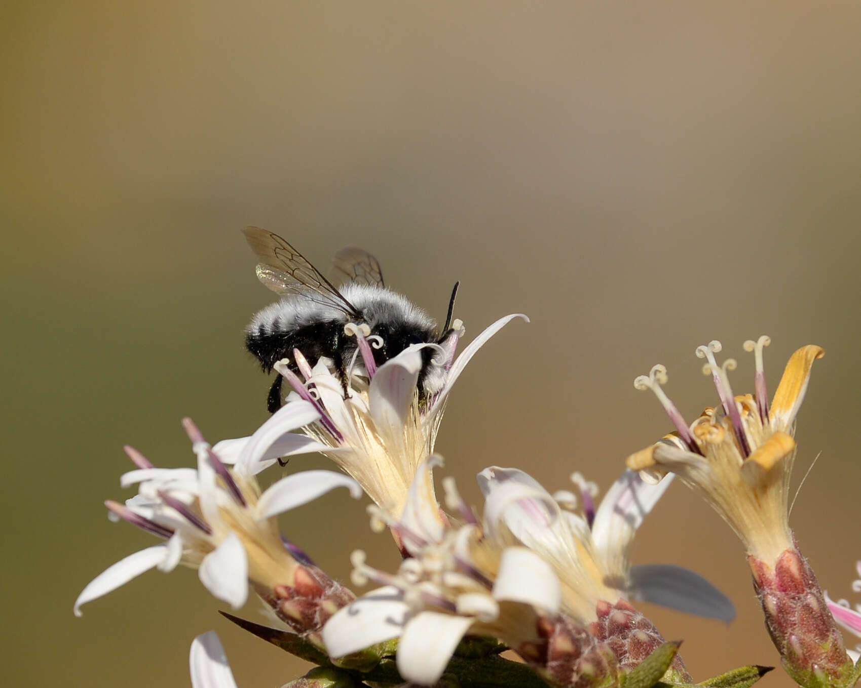 Megachile saulcyi Guérin-Méneville 1845 resmi