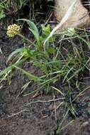 Image de Helichrysum allioides Less.