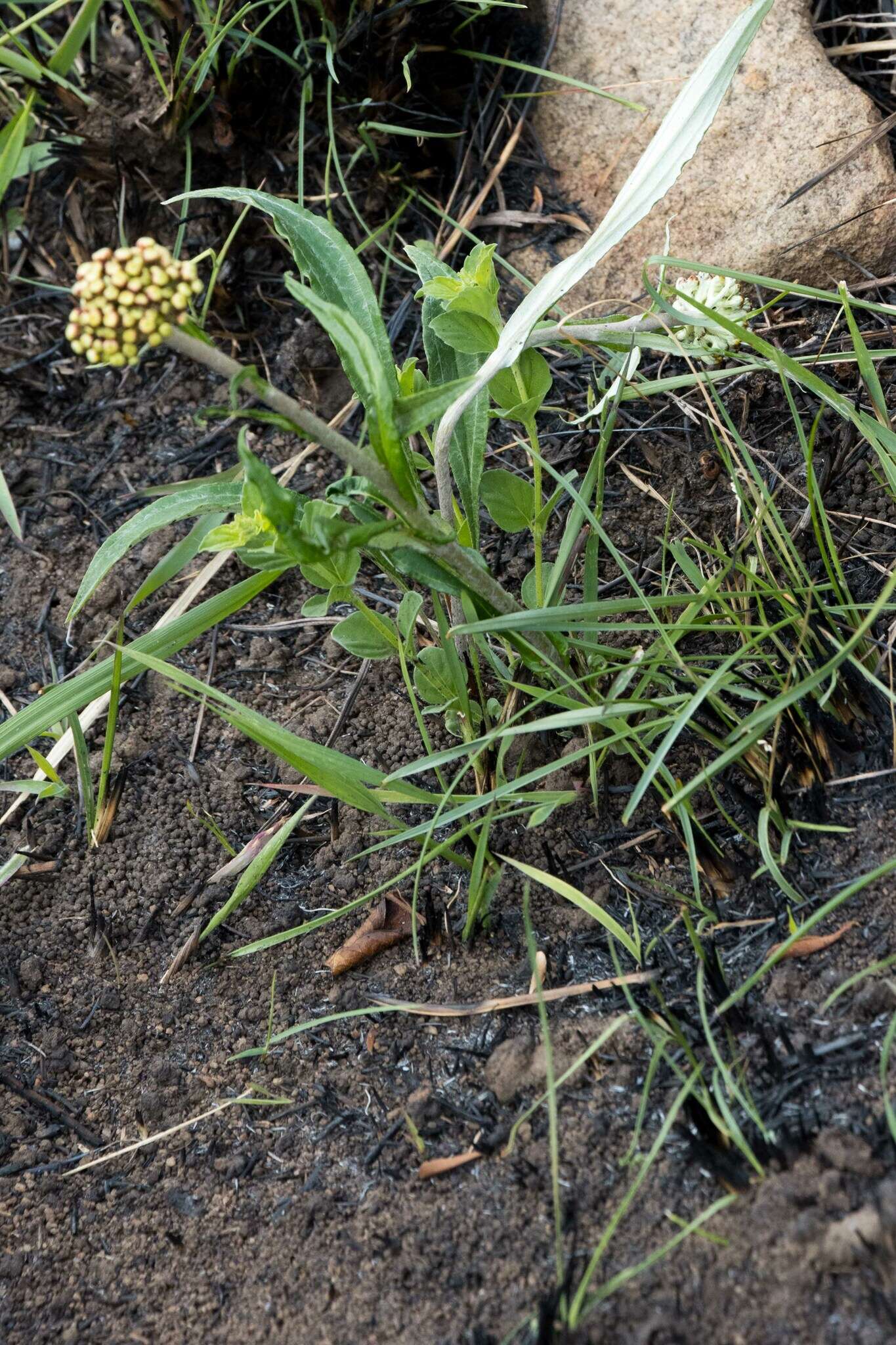 Image de Helichrysum allioides Less.