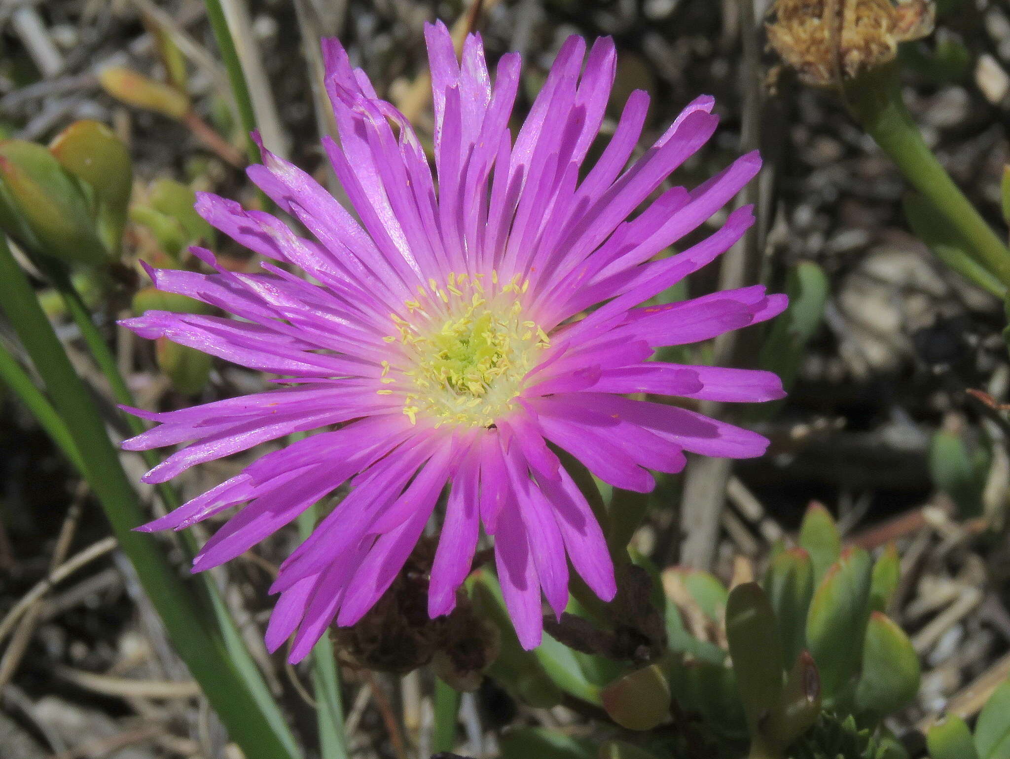 Imagem de Lampranthus falciformis var. falciformis