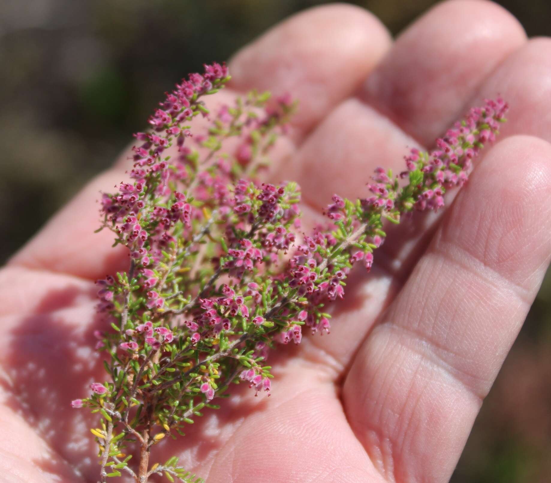 Image of Erica puberuliflora E. G. H. Oliver