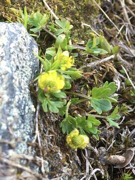 Image of pygmy buttercup