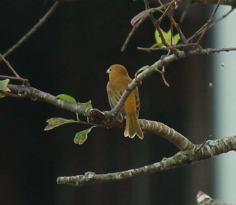 Plancia ëd Piranga rubra (Linnaeus 1758)