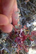 Image of Crassula cordata Thunb.