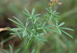 Sivun Lupinus andersonii S. Watson kuva