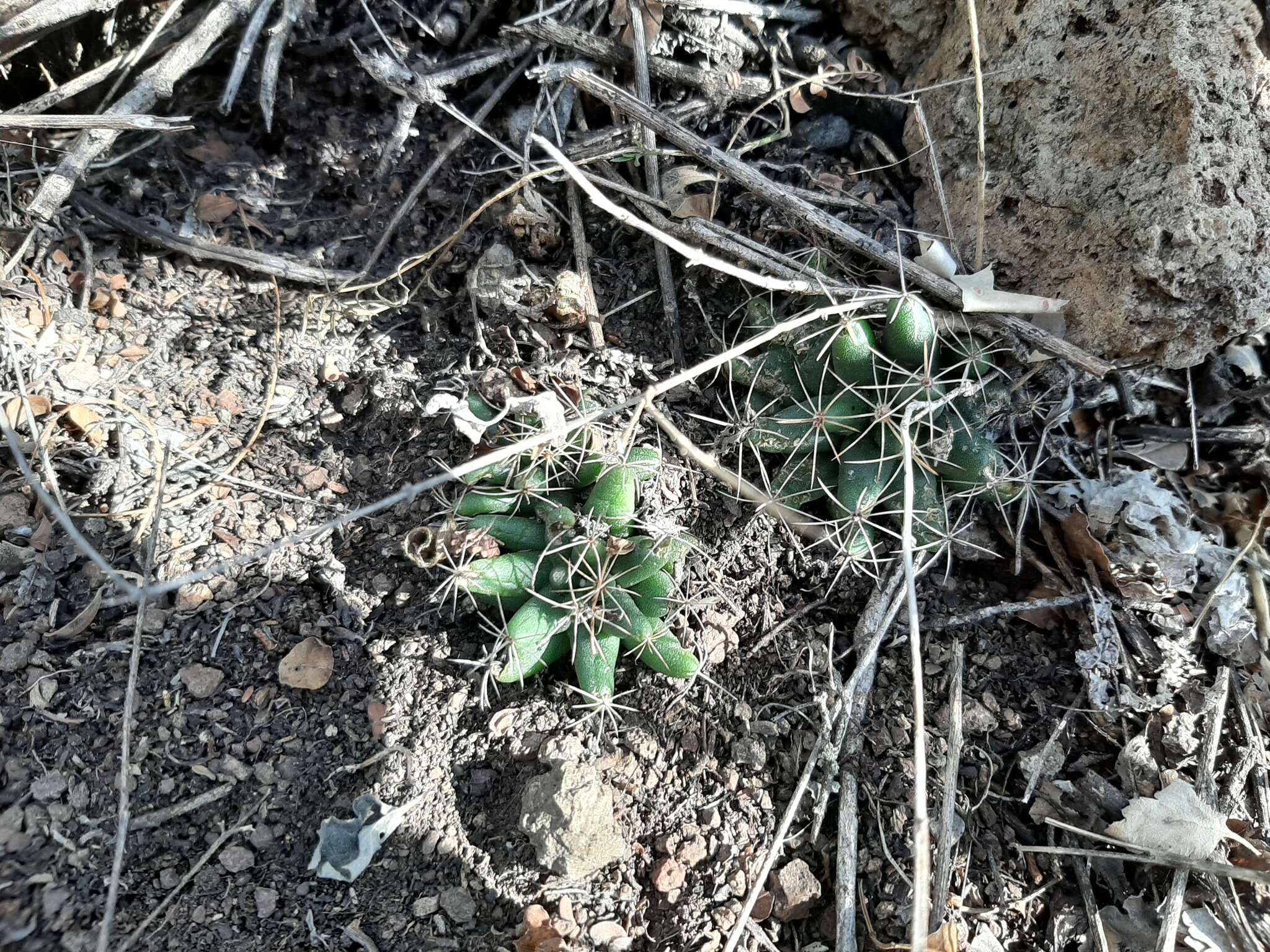 Image of Green-fruit Nipple Cactus