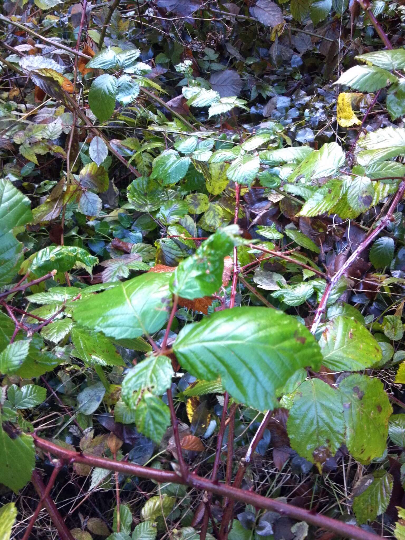 Image of Himalayan blackberry