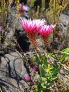 Imagem de Edmondia pinifolia (Lam.) Hilliard