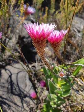 Слика од Edmondia pinifolia (Lam.) Hilliard