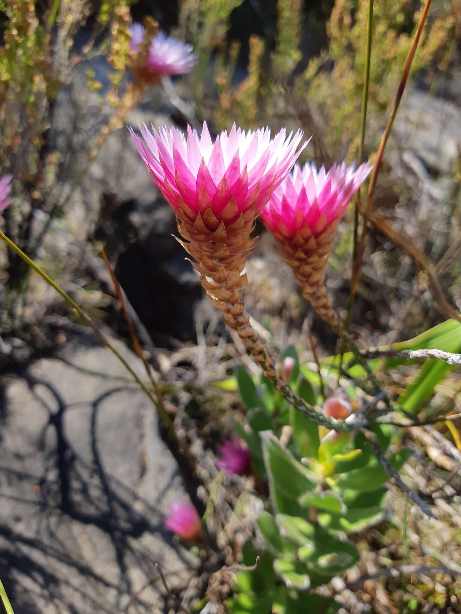 Image of Wingseed Scaly Sewejaartjie