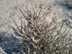 Image of Atriplex julacea S. Wats.