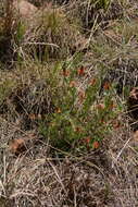 Image of Indigastrum burkeanum (Harv.) Schrire