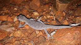 Image of Eastern Spiny-tailed Gecko