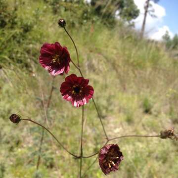 Image of Cosmos scabiosoides Kunth