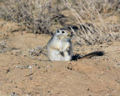 Image of Great Gerbil