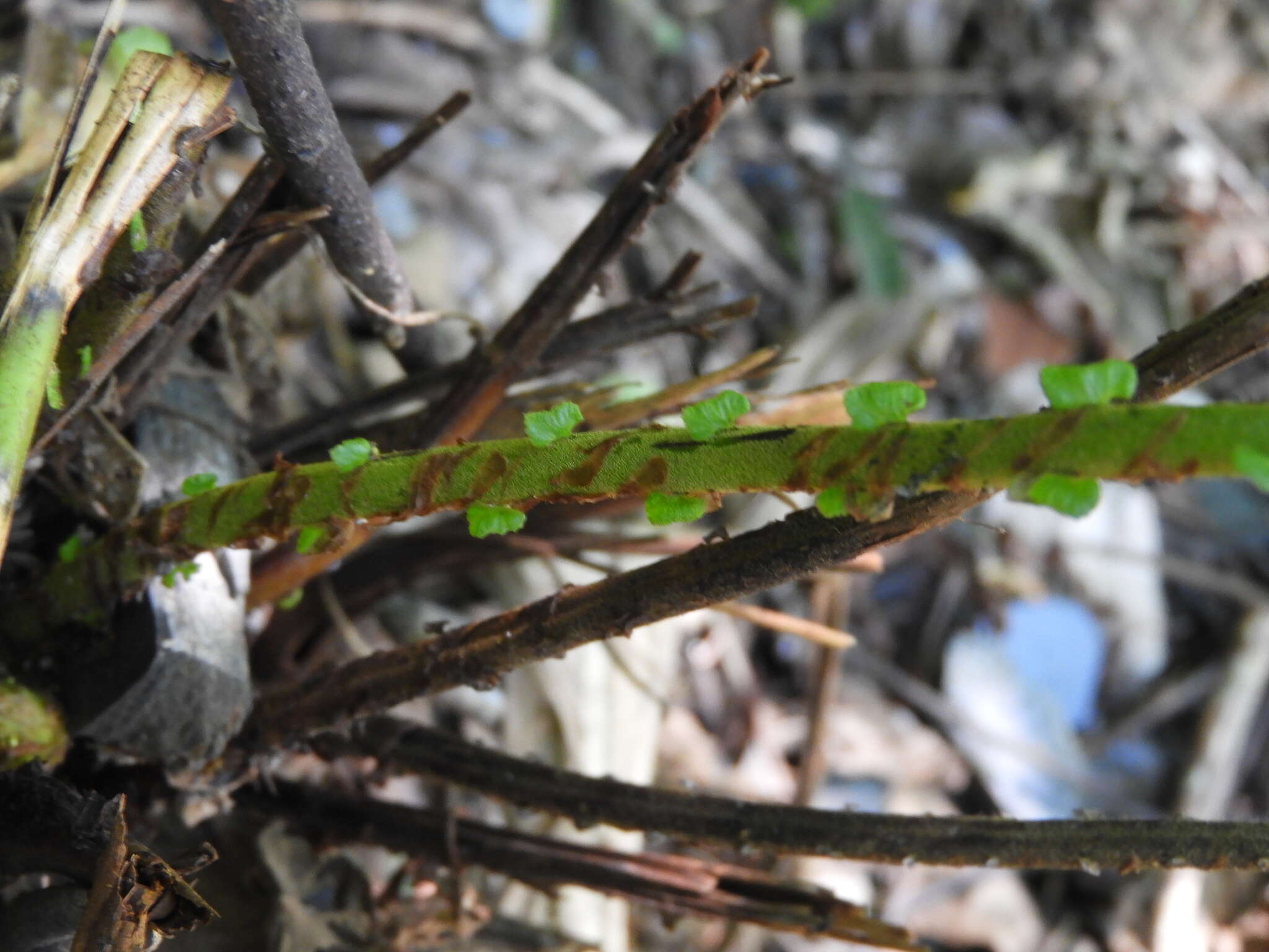 Image of Reholttumia truncata (Poir.) S. E. Fawc. & A. R. Sm.