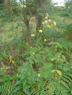 Image of Hieracium sabaudum subsp. vagum (Jord.) Zahn