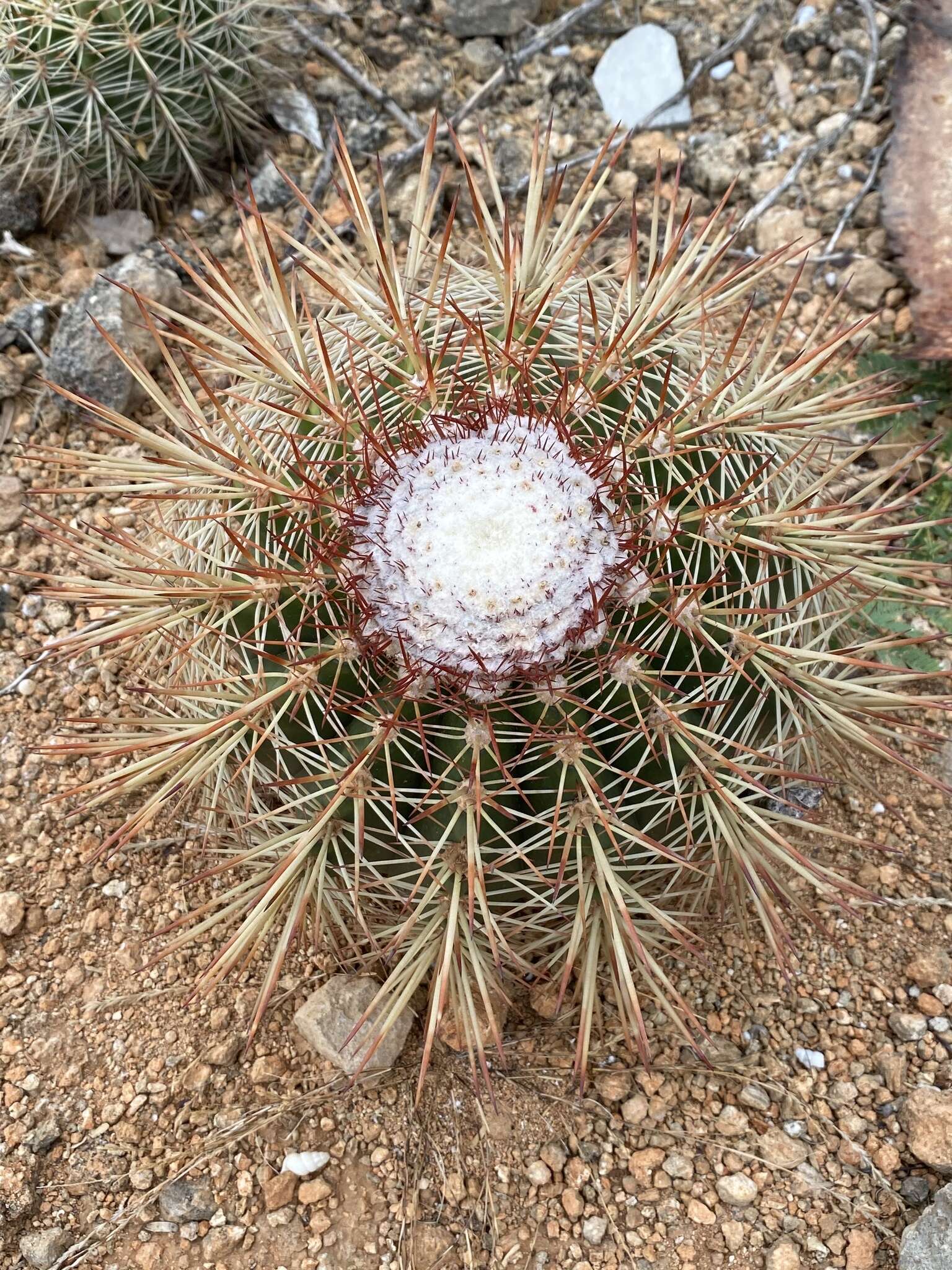 Image of Melocactus macracanthos (Salm-Dyck) Link & Otto