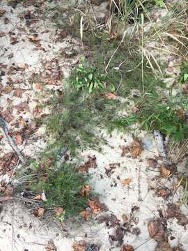 Image of Cumberland false rosemary