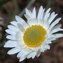 Imagem de Argentipallium obtusifolium (Sond.) P. G. Wilson