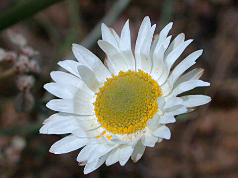 Image of Argentipallium obtusifolium (Sond.) P. G. Wilson