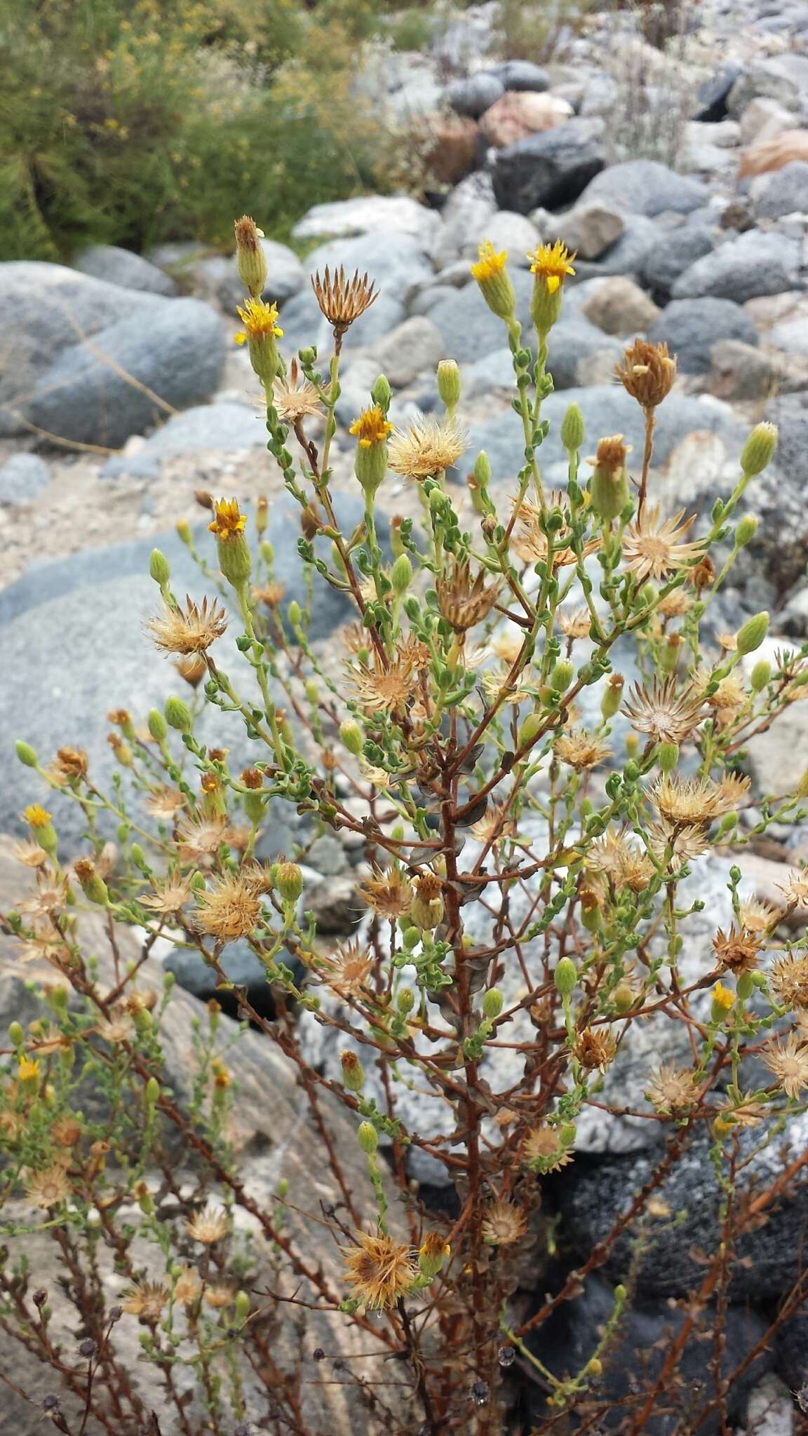 Слика од Heterotheca grandiflora Nutt.