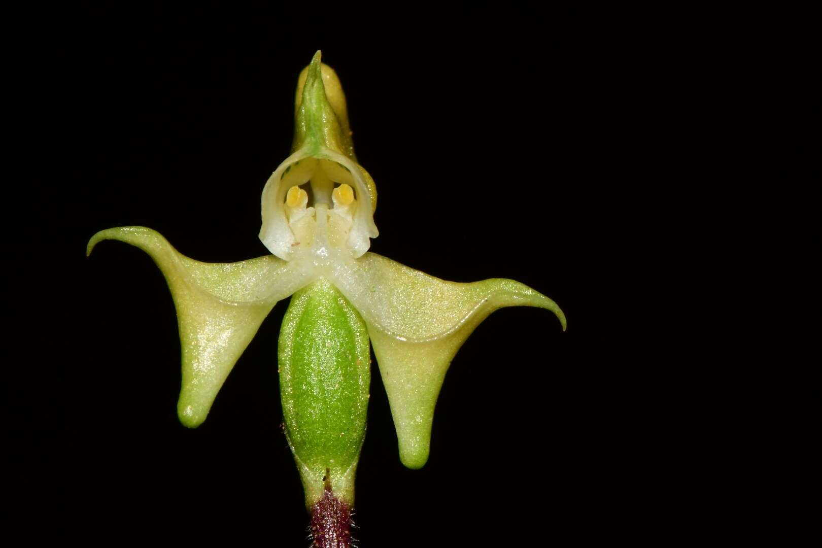 Image of Disperis bolusiana subsp. bolusiana