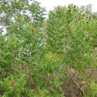 Image of prairie sumac