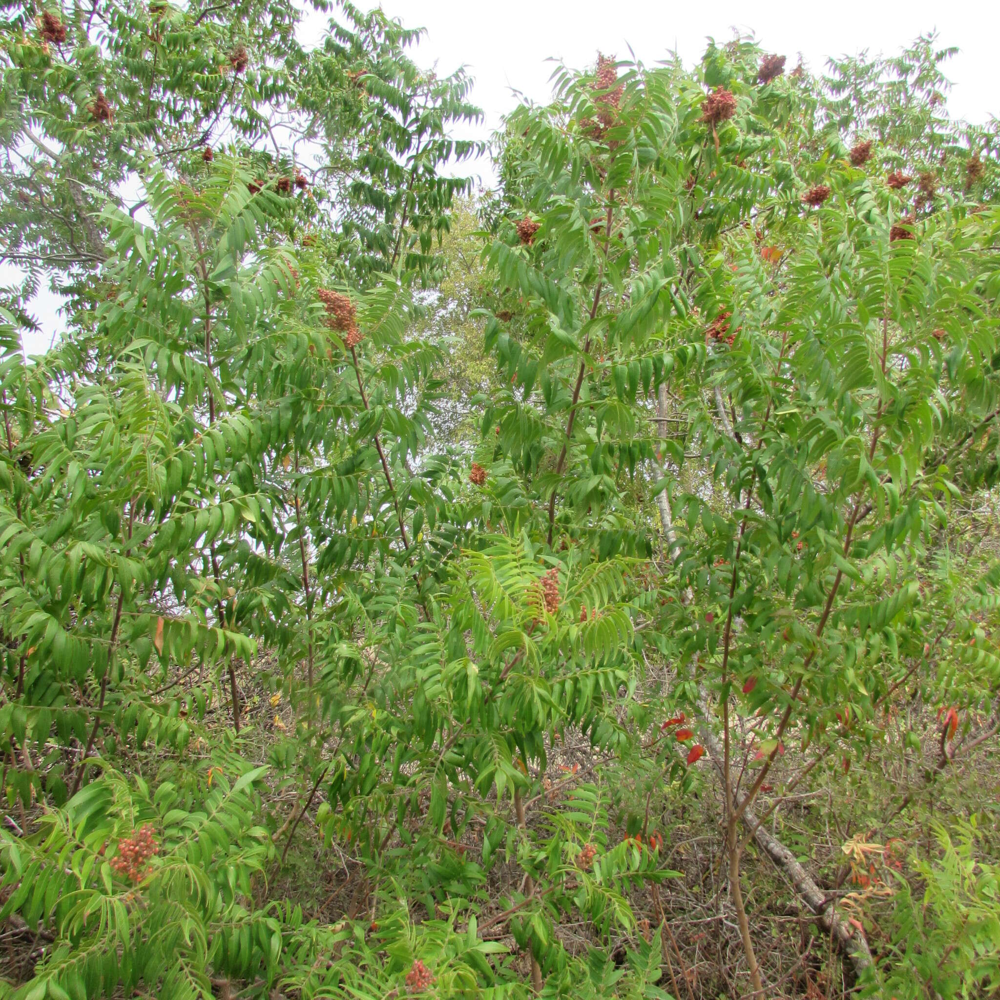 Image of prairie sumac