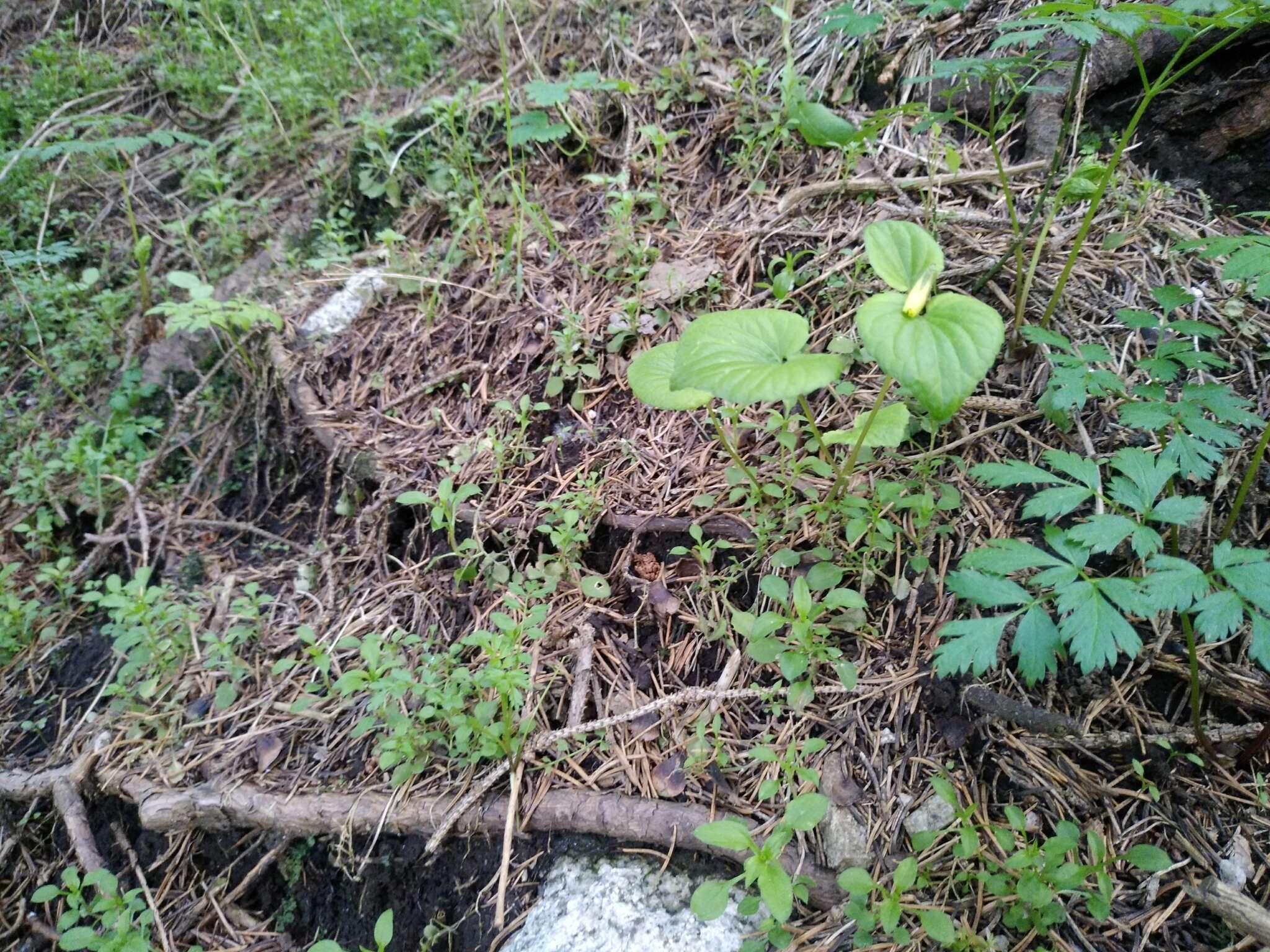 Image de Viola acutifolia (Kar. & Kir.) W. Beck.