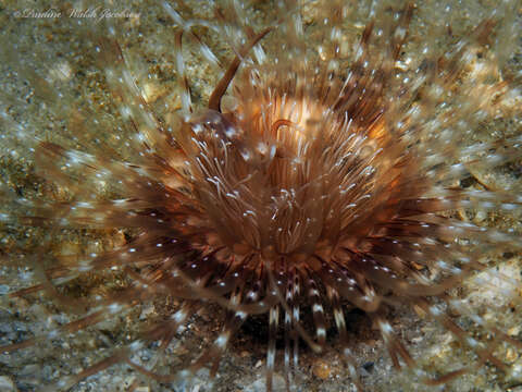 Image of American tube-dwelling anemone