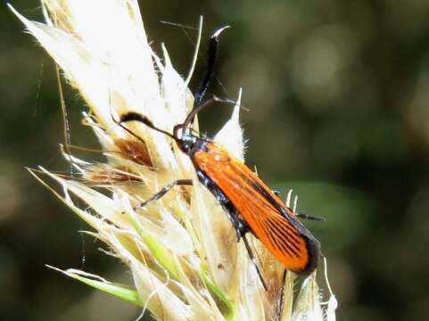 Image of Snellenia lineata Walker 1856