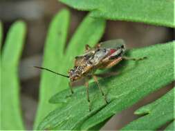 Image of Liorhyssus