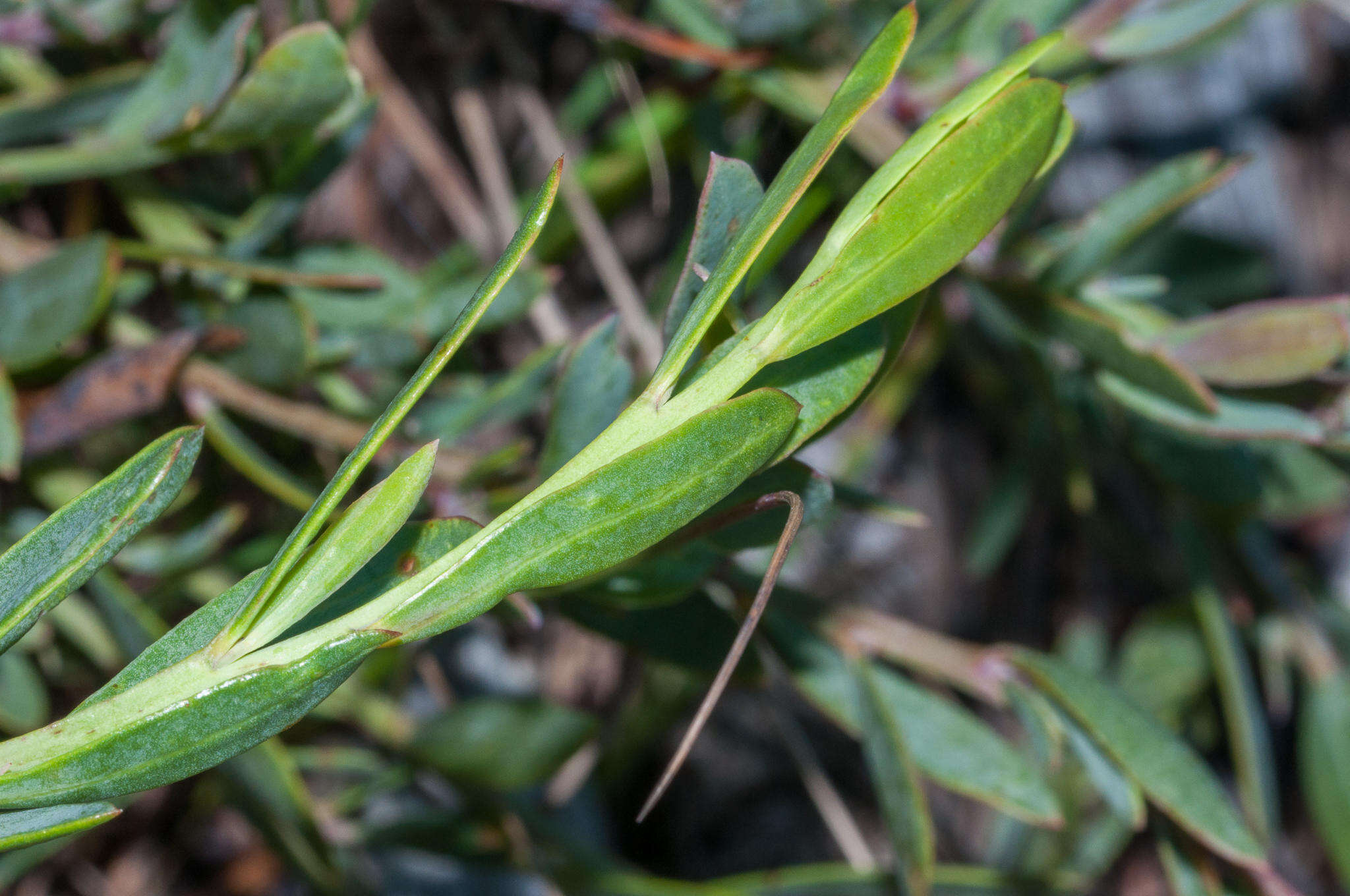 صورة Rafnia crassifolia Harv.