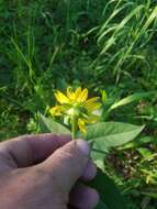 Image of roughstem rosinweed