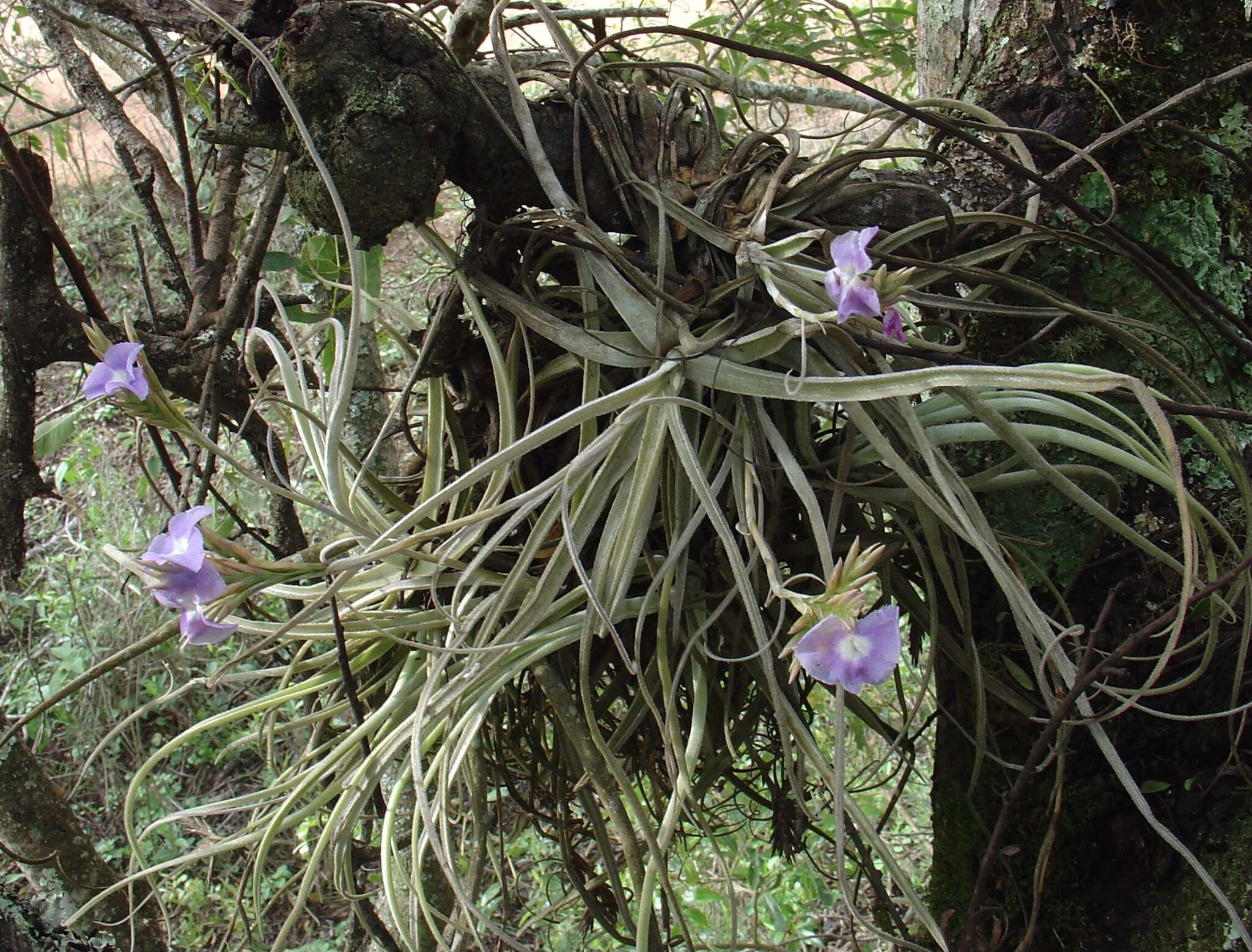 Image of Tillandsia streptocarpa Baker