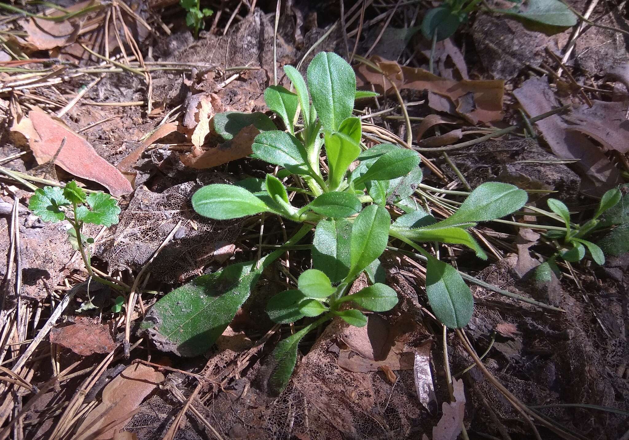 Imagem de Myosotis krylovii Sergievskaya