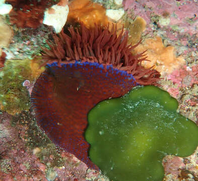 Image of Knobbly anemone