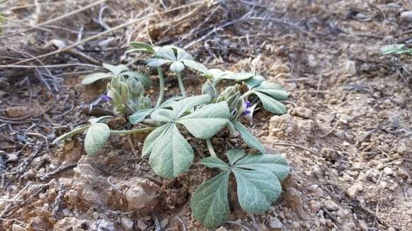 Image of Paria River Indian breadroot