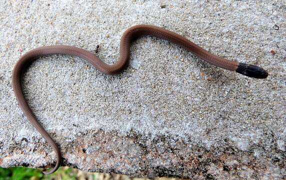 Image of Black-headed Snake (equatoriana