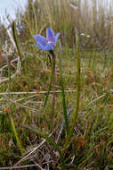 Image of Veined sun orchid