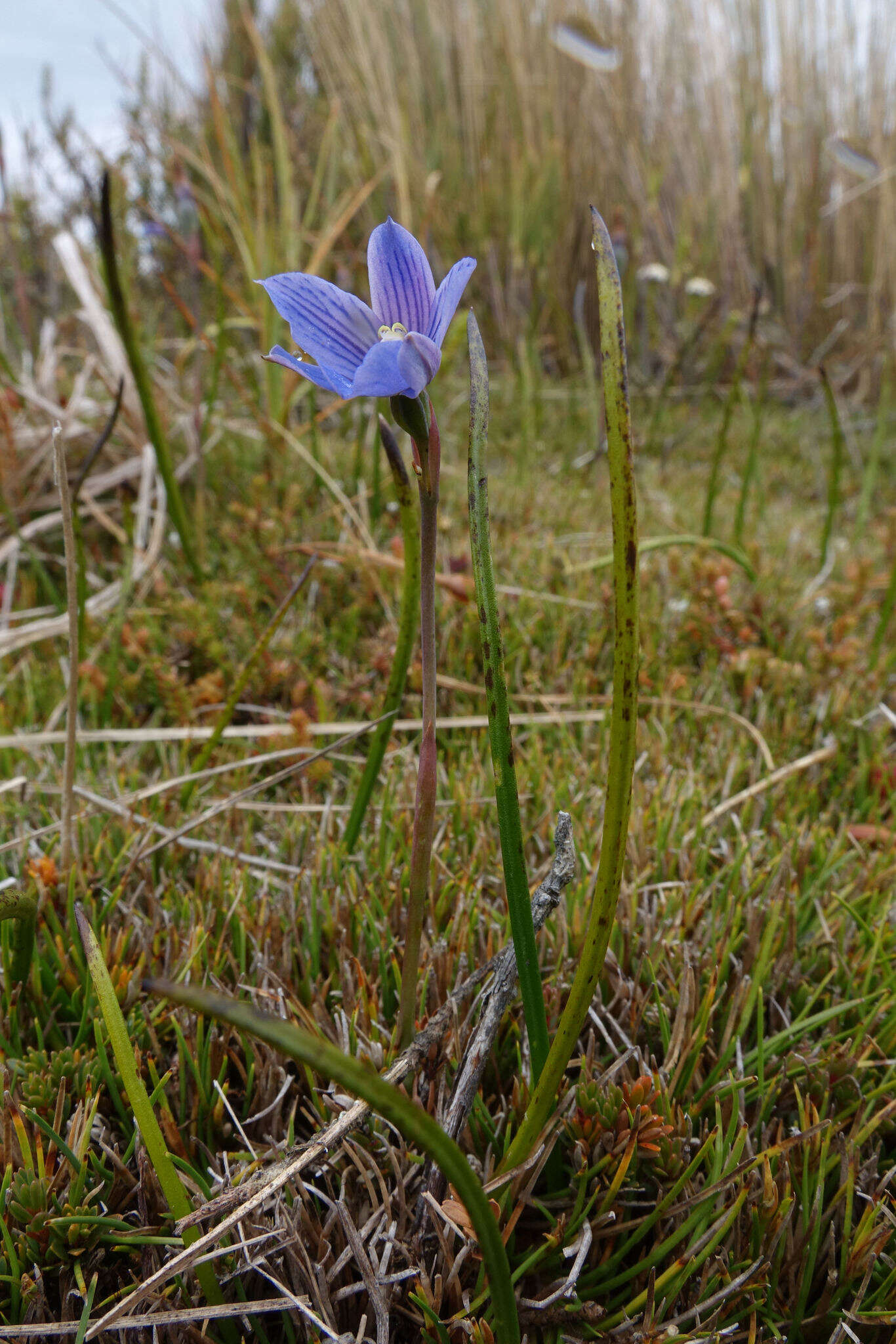 Image of Veined sun orchid