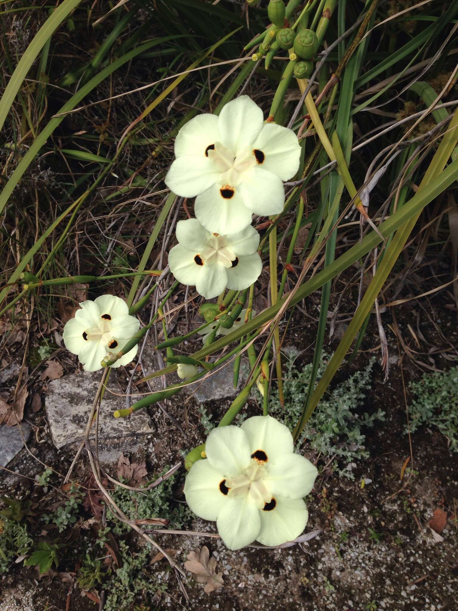 Image of African lily