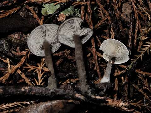 Image of Clitocybe brunneoceracea Cleland 1927