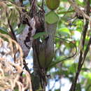 Слика од Nepenthes tentaculata Hook. fil.