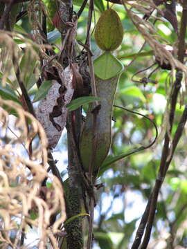 Слика од Nepenthes tentaculata Hook. fil.