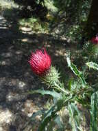 Image of cobwebby thistle